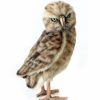 * Burrowing Owl Toy Reproduction By Hansa, 11" Tall -Affordable Gift For Your Little One! Item #Dhan-5203 Hansa Animals