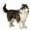 * Standing Siberian Husky Reproduction Hansa 16" -Affordable Gift For Your Little One! Item #Dhan-4824 Hansa Animals