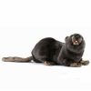 * Beaver Toy Reproduction By Hansa, 10" Long -Affordable Gift For Your Little One! Item #Dhan-3841 Hansa Animals